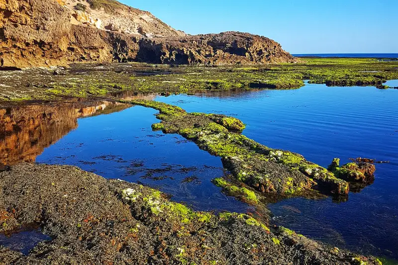 Rock pools at Sorrento Ocean Beach (the back beach)